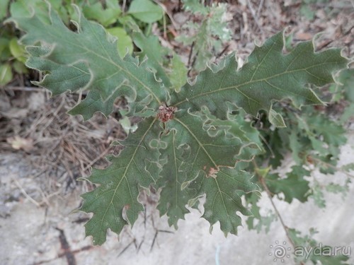 Прогулка в Ливадию