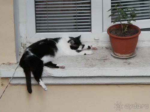 фото Ливадии