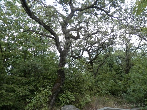 Прогулка в Ливадию