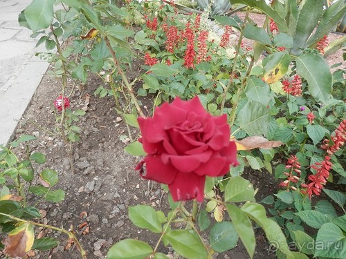 Прогулка в Ливадию