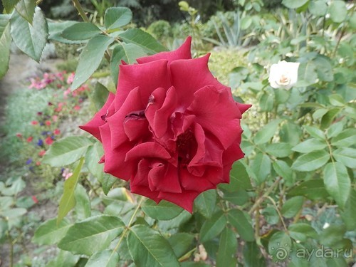 Прогулка в Ливадию