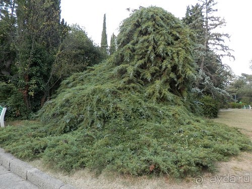 Альбом отзыва "Прогулка в Ливадию"