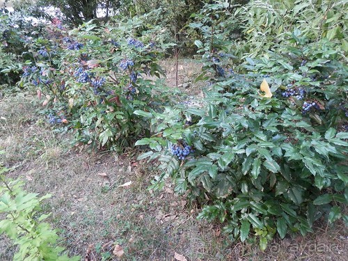 Альбом отзыва "Прогулка в Ливадию"