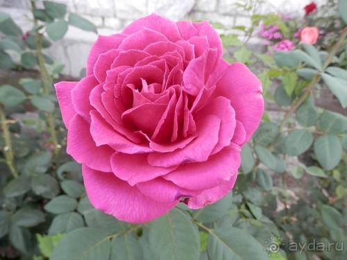 Прогулка в Ливадию