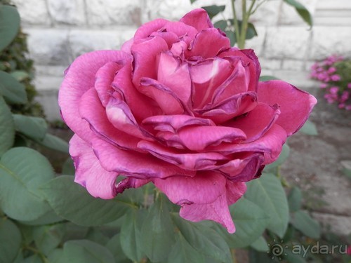 Прогулка в Ливадию