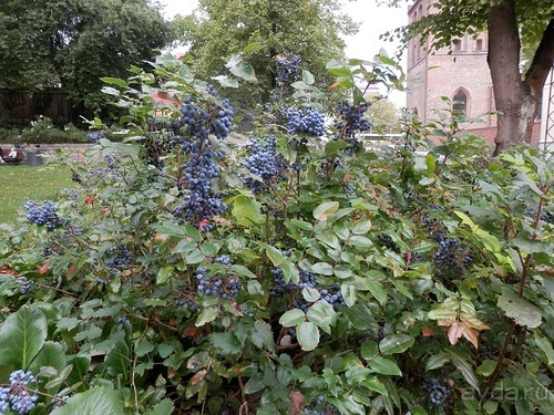 Оденсе - город Андерсена