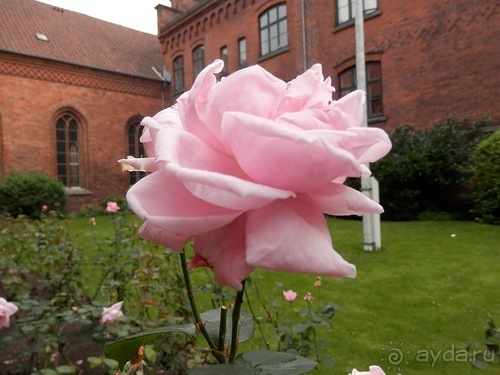 Оденсе - город Андерсена