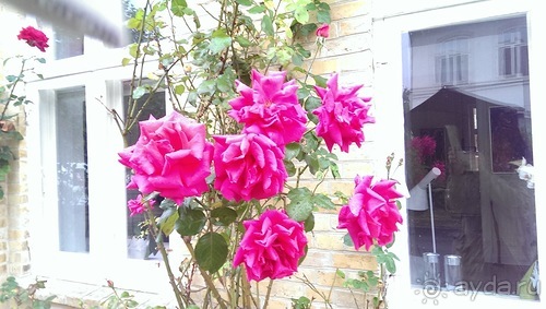 Оденсе - город Андерсена