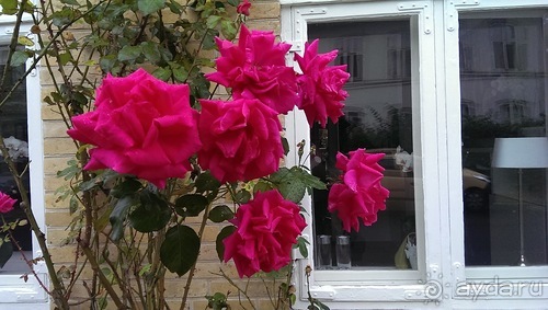 Оденсе - город Андерсена