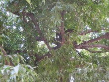 Джайпур - дворец магараджей, магазины и этническая деревня