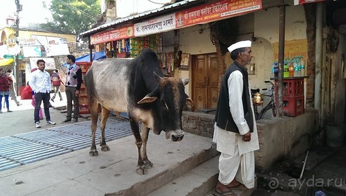 Альбом отзыва "Орчха, часть вторая"
