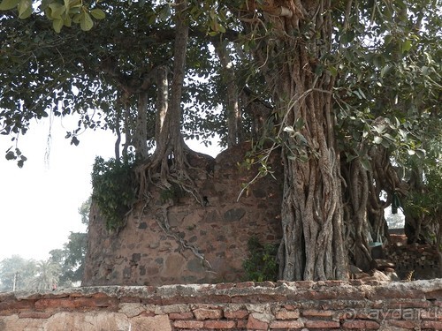 Альбом отзыва "Орчха, часть вторая"