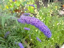 Стокгольм, день третий - Музей биологии и Скансен