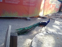 Стокгольм, день третий - Музей биологии и Скансен