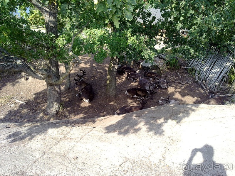 Стокгольм, день третий - Музей биологии и Скансен