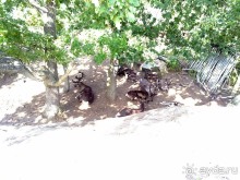 Стокгольм, день третий - Музей биологии и Скансен