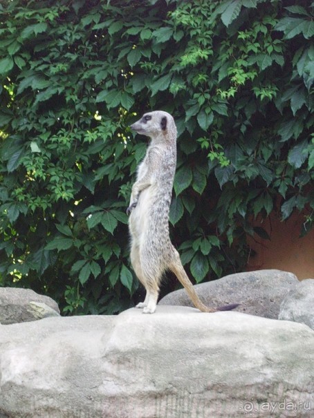 Стокгольм, день третий - Музей биологии и Скансен