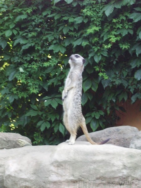 Стокгольм, день третий - Музей биологии и Скансен