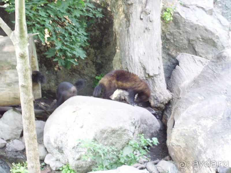 Стокгольм, день третий - Музей биологии и Скансен