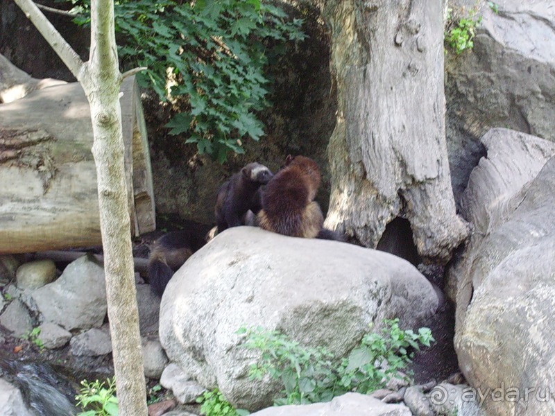 Стокгольм, день третий - Музей биологии и Скансен