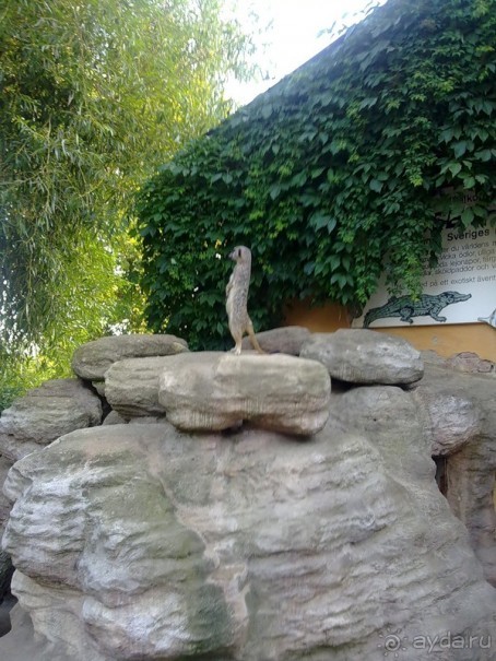 Стокгольм, день третий - Музей биологии и Скансен