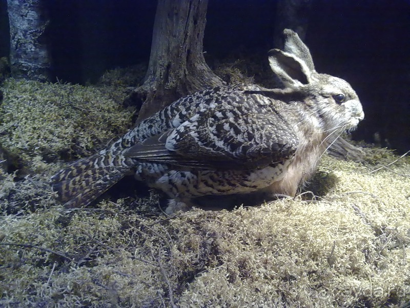 Стокгольм, день третий - Музей биологии и Скансен