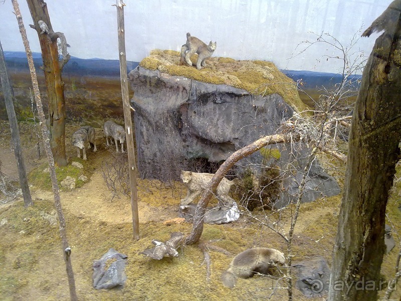 Стокгольм, день третий - Музей биологии и Скансен