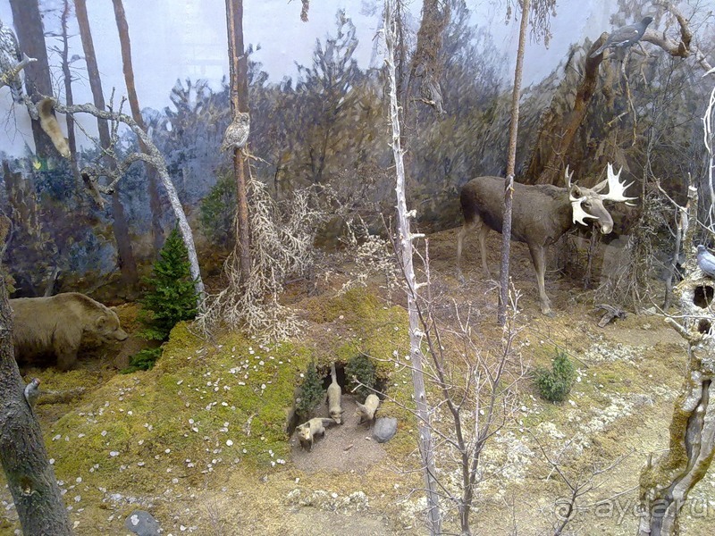 Стокгольм, день третий - Музей биологии и Скансен