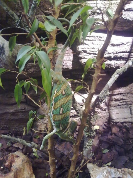 Стокгольм, день третий - Музей биологии и Скансен