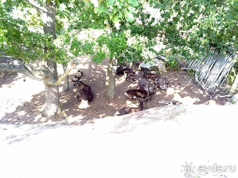 Стокгольм, день третий - Музей биологии и Скансен