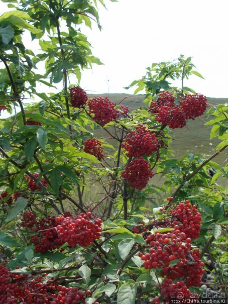 Могучий Енисей