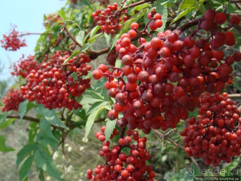 Могучий Енисей