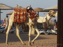 Хургада,2010 г.