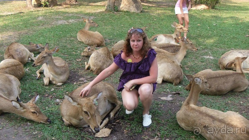 Тайланд, Январь,2013г.