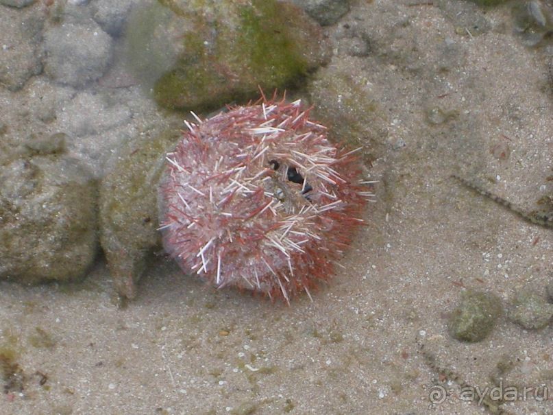 фото Rehana Royal Beach Resort Aqua Park & Spa