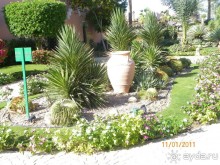 фото Rehana Sharm Resort 