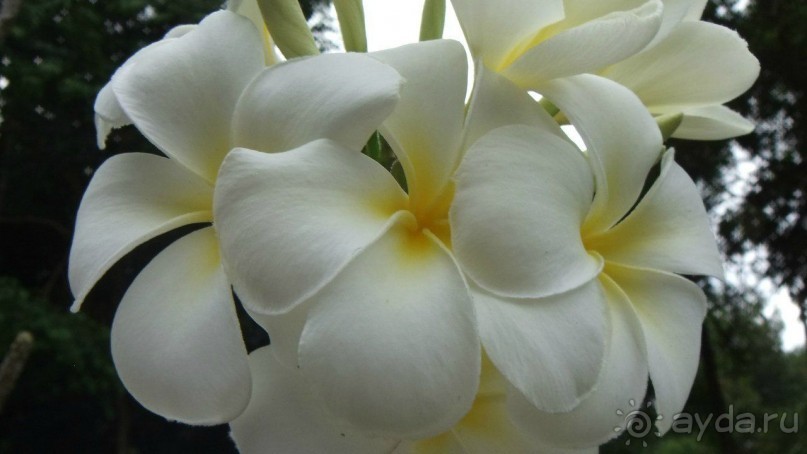 Камбоджа,2013г.