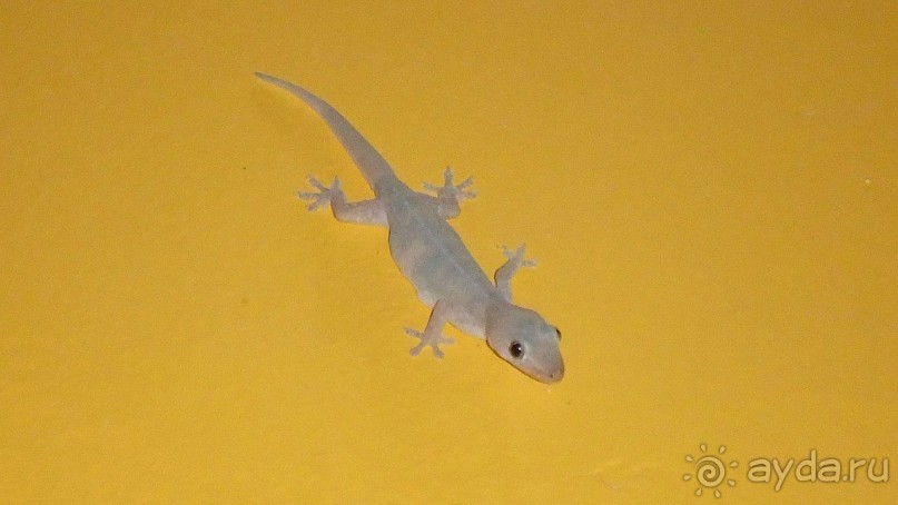 Камбоджа,2013г.