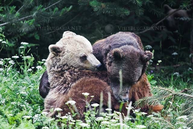 Отдых в Банско.