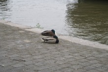 фото Роттердама