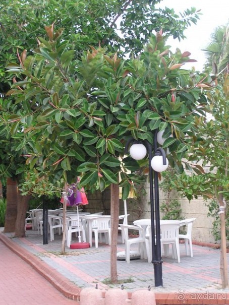 фото Antalya Adonis Hotel