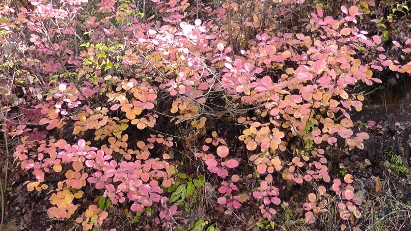 Это Венгрия! SPA Отель «Bambara».