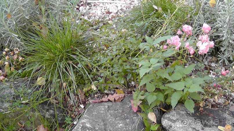 Это Венгрия! SPA Отель «Bambara».