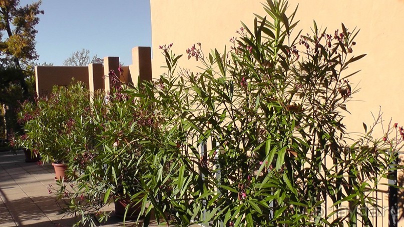 Это Венгрия! SPA Отель «Bambara».