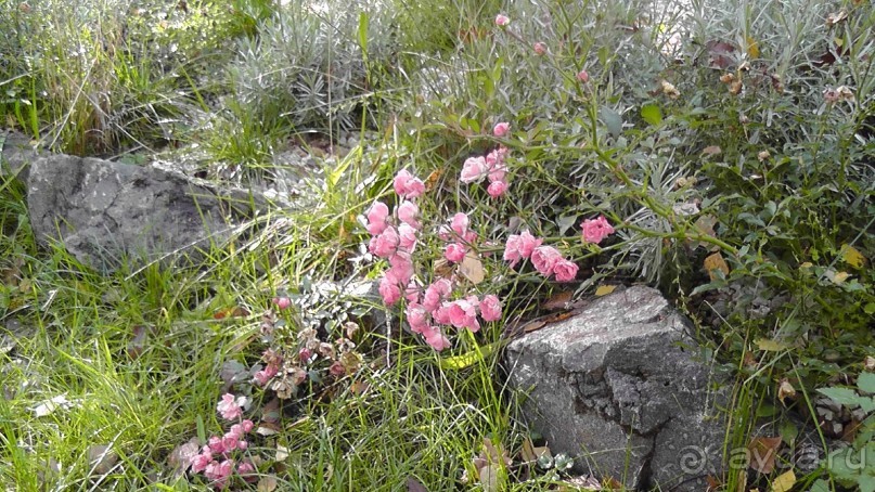 Это Венгрия! SPA Отель «Bambara».