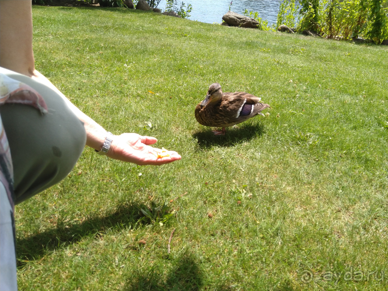 Мекленбург-Передняя Померания, Германия. Шверин -замковый парк.