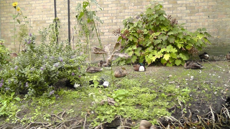 Брюгге, Бельгия. «Гулять, так гулять!». Брюгге – день