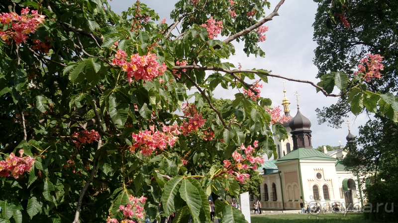 Киев, Ботанический сад. Весна-лето, осень-зима, а в середине Вечность! Вечность - Ионинского монастыря.