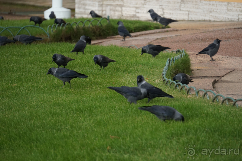 Петергоф, Россия. Парк Петергофского дворца. Часть I.