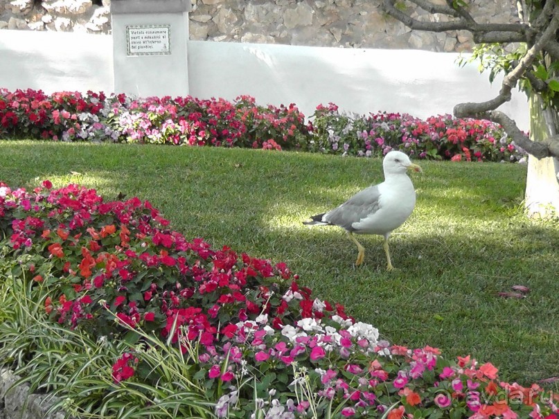 Вечный Рим, старый-новый Неаполь, о.Капри, яркая Амальфитана - вечная прекрасная страна Италия!
